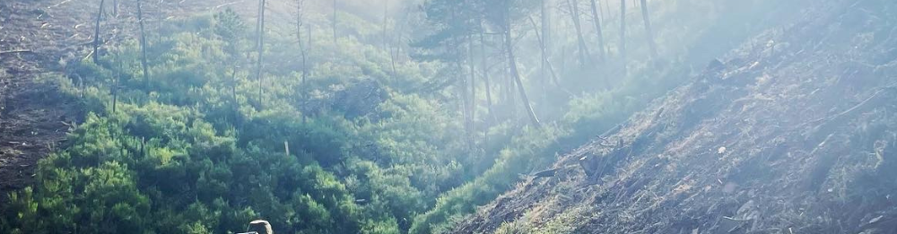 Camino De Santiago: Primitivo Way (Oviedo - Santiago)