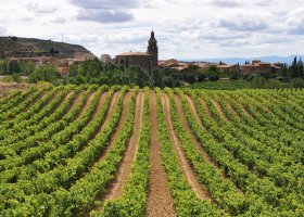 Camino De Santiago: French Way (Logroño-Burgos)