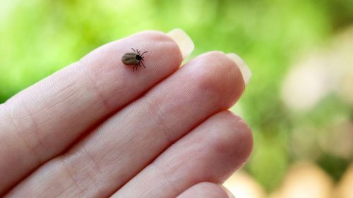 Watch out for ticks