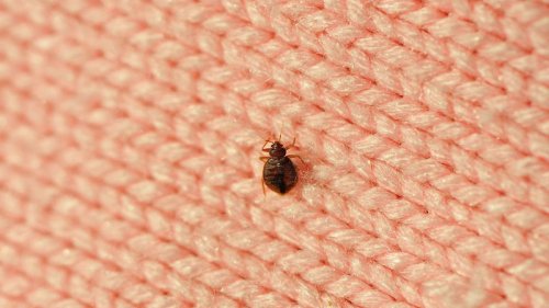The terror of every pilgrim: bed bugs!